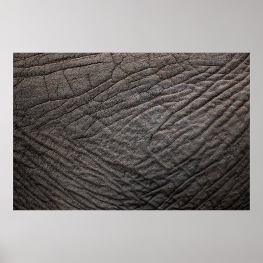 Elephant skin texture pachyderm poster (Voorkant)