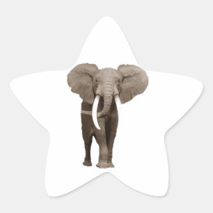 Elephant Ster Sticker