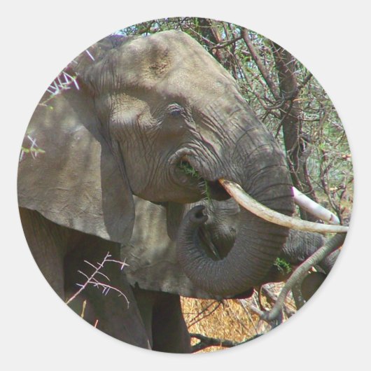 Elephant Stickers (Voorkant)