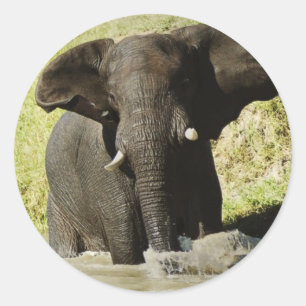 Elephant swimming (afrikaanse olifant) sticker