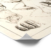 Elephant Teeth Veterinary Dental Anatomy Print (Hoek)
