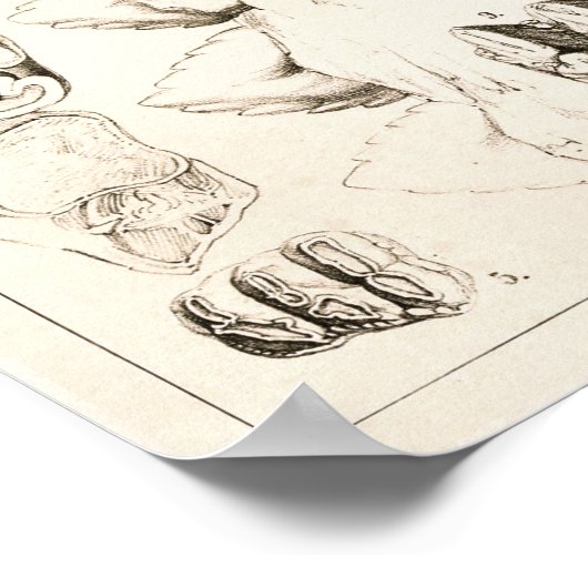 Elephant Teeth Veterinary Dental Anatomy Print (Hoek)