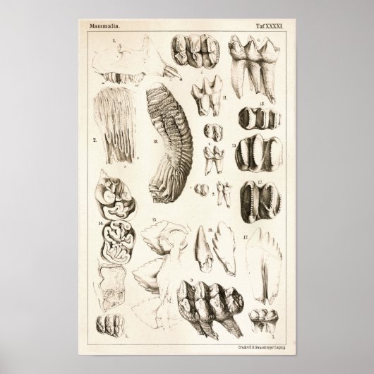 Elephant Teeth Veterinary Dental Anatomy Print (Voorkant)