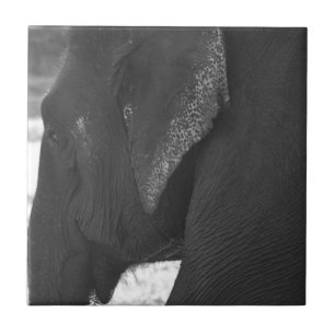 Elephant Tegeltje
