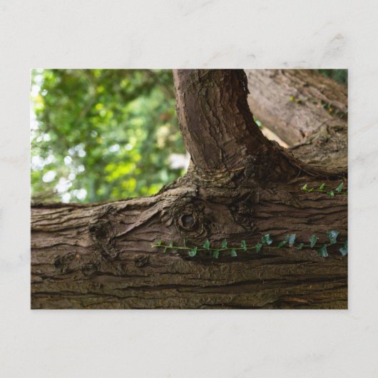 Elephant Tree Postcard Briefkaart (Voorkant)