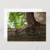 Elephant Tree Postcard Briefkaart (Voorkant / Achterkant)