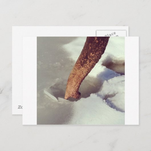 Elephant Trunk Briefkaart (Voorkant / Achterkant)