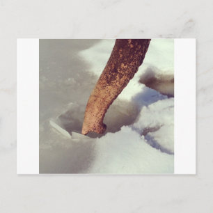 Elephant Trunk Briefkaart