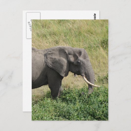 Elephant-Uganda-Africa-2 Briefkaart (Voorkant / Achterkant)