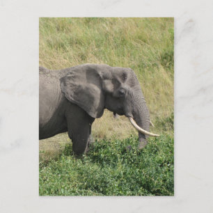 Elephant-Uganda-Africa-2 Briefkaart