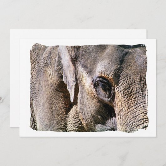 ELEPHANT-uitnodiging (Voorkant / Achterkant)