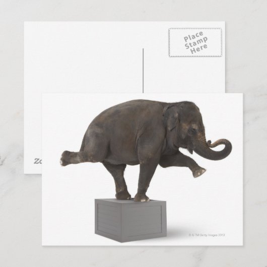 Elephant-uitvoerende truc op doos briefkaart (Voorkant / Achterkant)