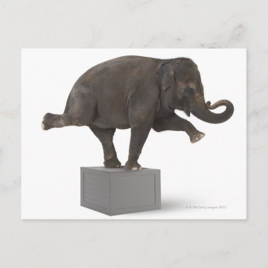 Elephant-uitvoerende truc op doos briefkaart (Voorkant)