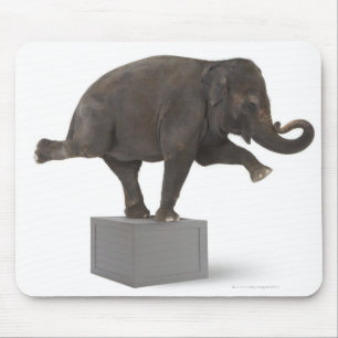Elephant-uitvoerende truc op doos muismat