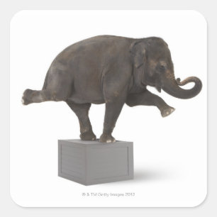 Elephant-uitvoerende truc op doos vierkante sticker
