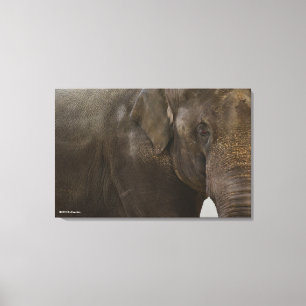 Elephant Up-Close Canvas Afdruk