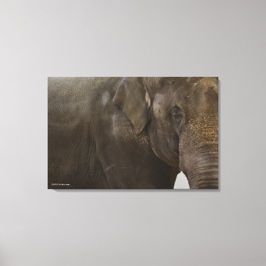 Elephant Up-Close Canvas Afdruk (Voorkant)