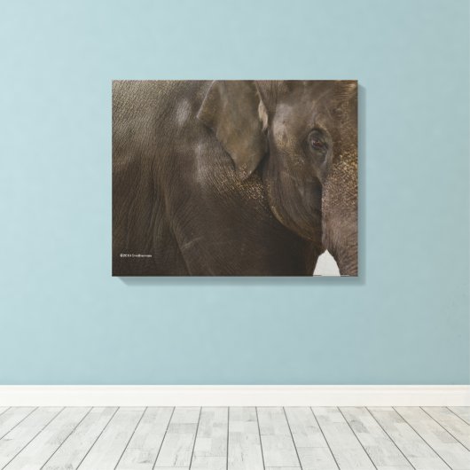 Elephant Up-Close Canvas Afdruk (Insitu (Houten vloer))