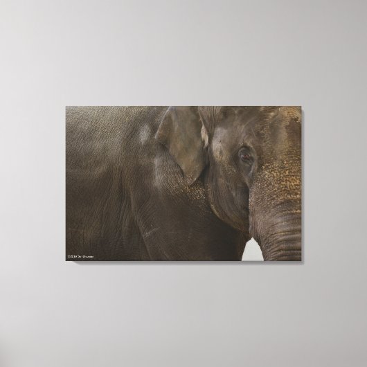 Elephant Up-Close Canvas Afdruk (Voorkant)