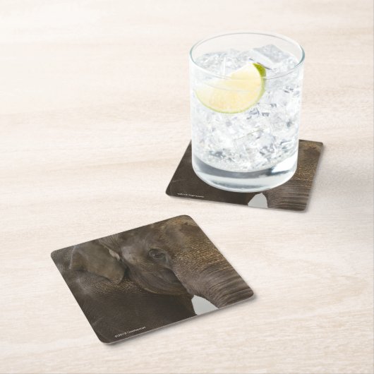 Elephant Up-Close Kartonnen Onderzetters (Insitu)