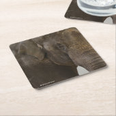 Elephant Up-Close Kartonnen Onderzetters (Schuin)