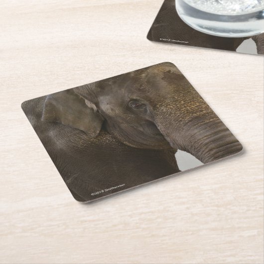 Elephant Up-Close Kartonnen Onderzetters (Schuin)