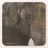 Elephant Up-Close Kartonnen Onderzetters (Voorkant)
