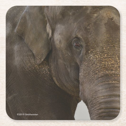 Elephant Up-Close Kartonnen Onderzetters (Voorkant)
