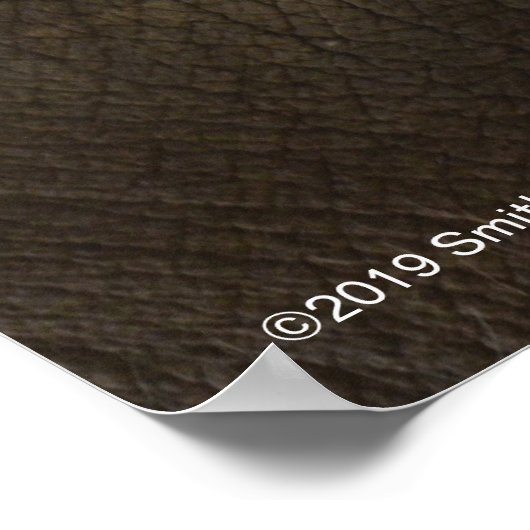 Elephant Up-Close Poster (Hoek)