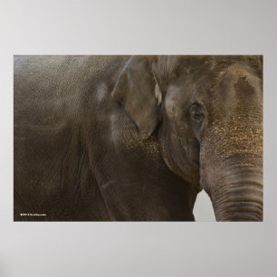 Elephant Up-Close Poster