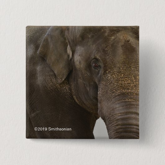 Elephant Up-Close Vierkante Button 5,1 Cm (Voorkant)