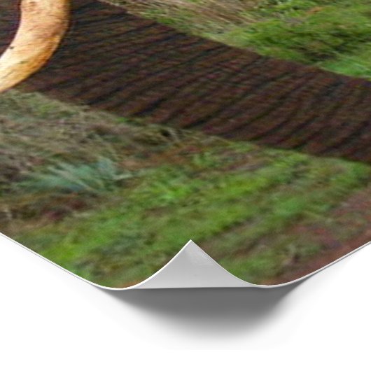 Elephant Upclose in Africa Poster (Hoek)