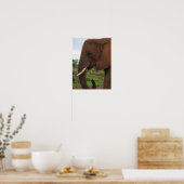 Elephant Upclose in Africa Poster (Keuken)
