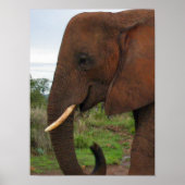 Elephant Upclose in Africa Poster (Voorkant)