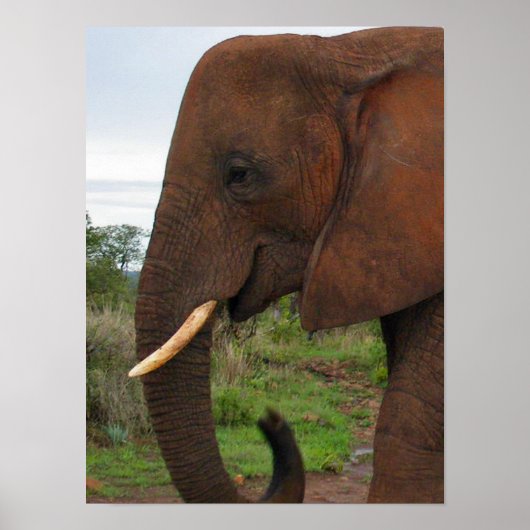 Elephant Upclose in Africa Poster (Voorkant)