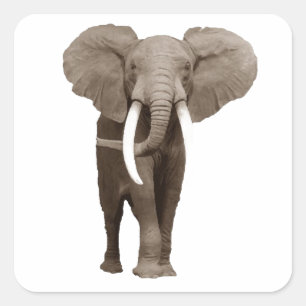 Elephant Vierkante Sticker