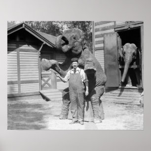 Elephant voert een Trick uit, 1915. foto Poster