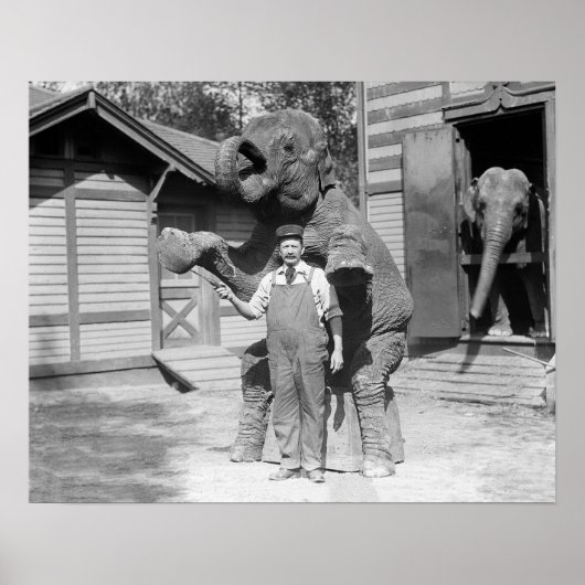 Elephant voert een Trick uit, 1915.  foto Poster (Voorkant)