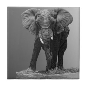 ELEPHANT VOOR GRADIËNT TEGELTJE