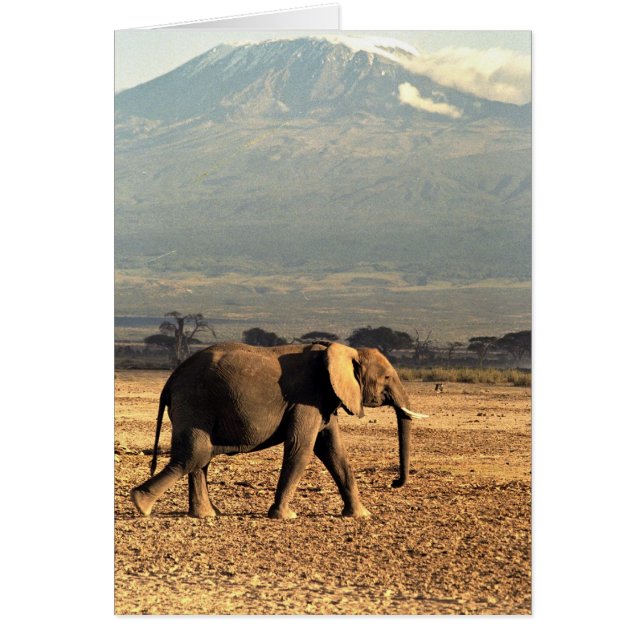 Elephant voor Kilimanjaro (Voorkant)