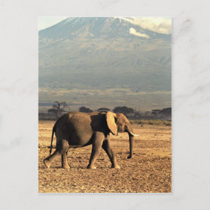 Elephant voor Kilimanjaro Briefkaart