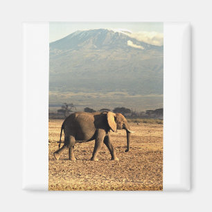 Elephant voor Kilimanjaro Magneet
