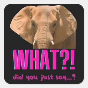 Elephant wat zei je net? vierkante sticker