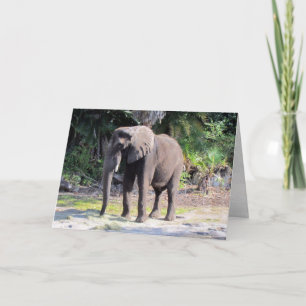 Elephant Wenskaart Kaart
