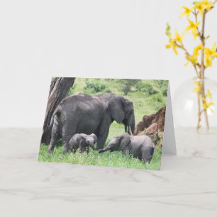 Elephant with Calves Wildlife Baby Animals Foto Kaart
