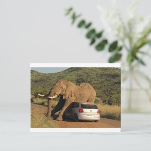 Elephant zit er op briefkaart (Staand voorkant)