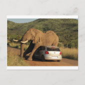 Elephant zit er op briefkaart (Voorkant)