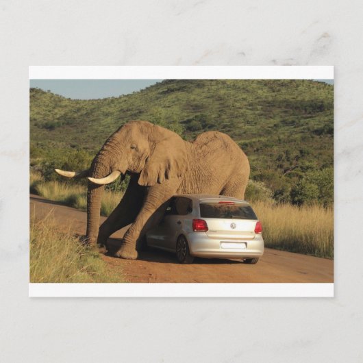 Elephant zit er op briefkaart (Voorkant)