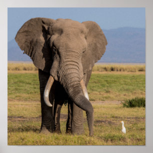 Elephant Zoekt de Groung Poster