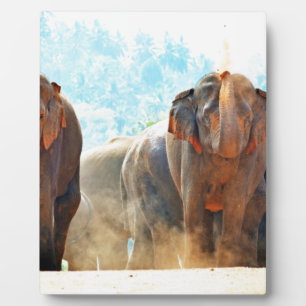 Elephants Animals Safari Destiny Peace Love Fotoplaat